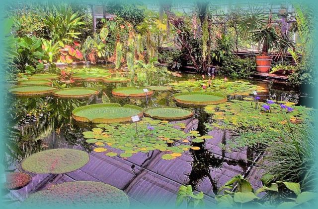 Der Botanische Garten Dresden Auszeit in der City dresdenreisetipps.de