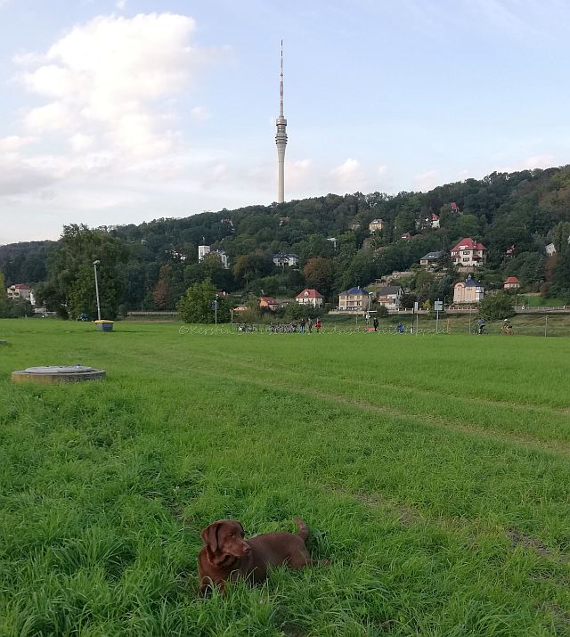 Urlaub mit Hund in Dresden geplant? 