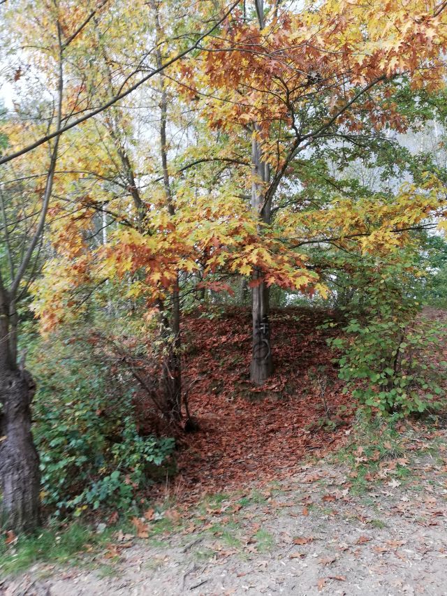 Herbstzauber am Froschteich Laubegast