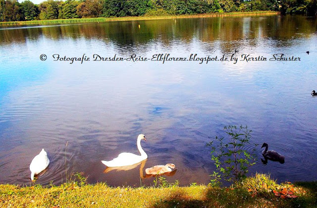Wasservögel auf dem Teich Rammenau