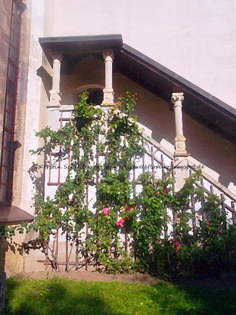 Kletterosen Treppenaufgang Spätgothische Kirche Dohna Spätgothische Kirche Sachsen Dohna