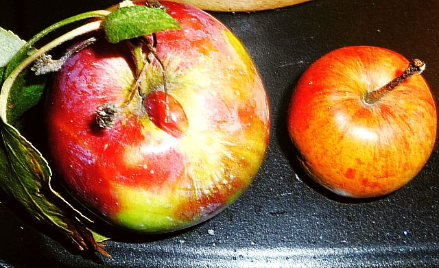 Apfelernte in Dresden und Umgebung Selbstpflücke erlaubt