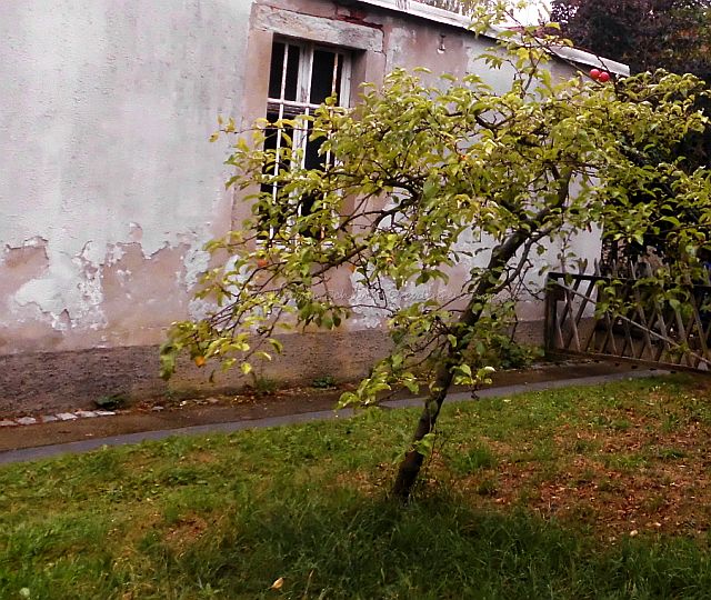 Apfelbaum Melli Beese Wohnhaus Laubegast