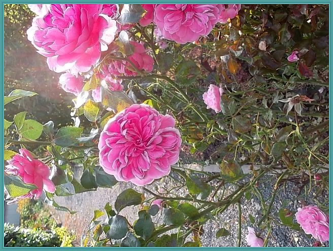 Dresdens schönster Rosengarten feiert 90 Jahre Jubiläum