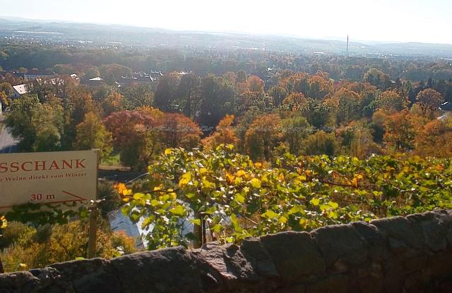 Panoramablick vom Weingut Rogge in Pillnitz genießen