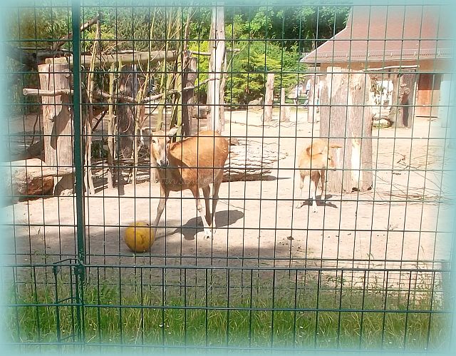 Zootiere spielen Ball im Gehege