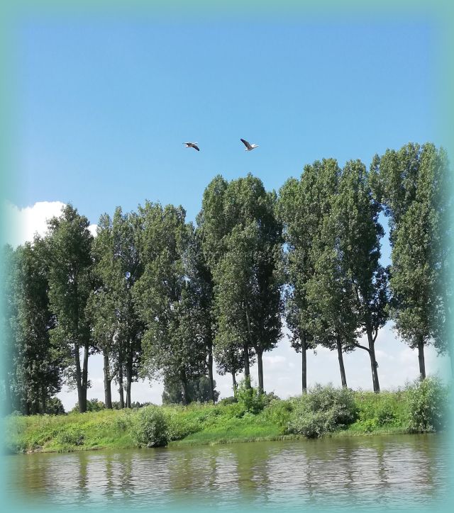 Wasservögel am Himmel über der Elbe zwischen Dresden und Pirna