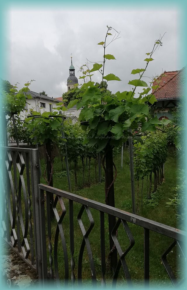 Weingarten mit Kirche