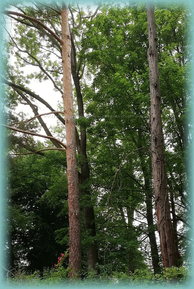 gigantische Bäume im Kurpark