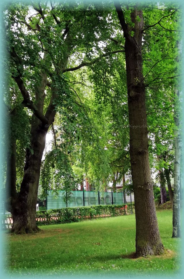 Tennis am Kurpark Kreischa