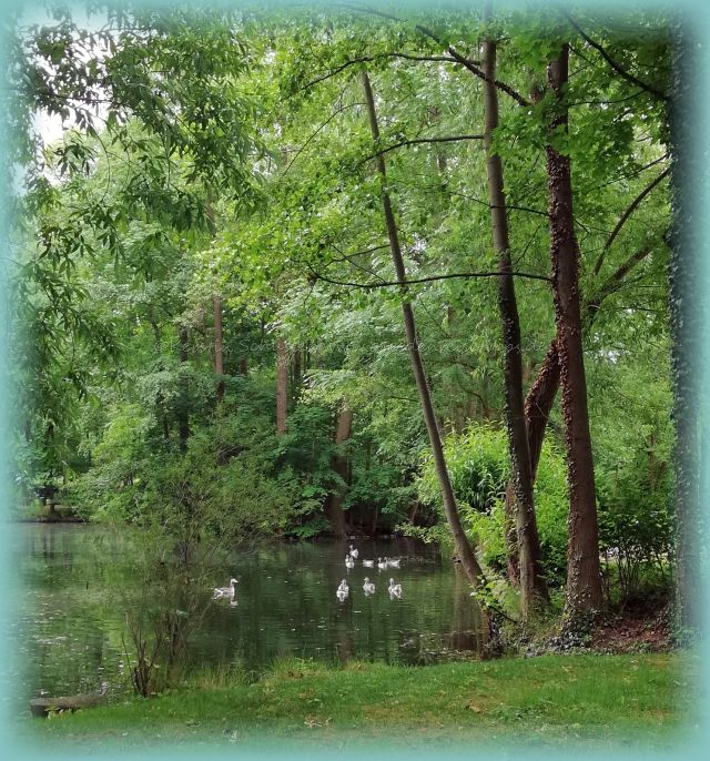 Kurpark Kreisch Teich