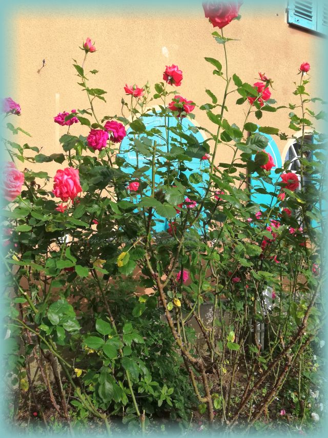 Pillnitzer Gartentag Rosen