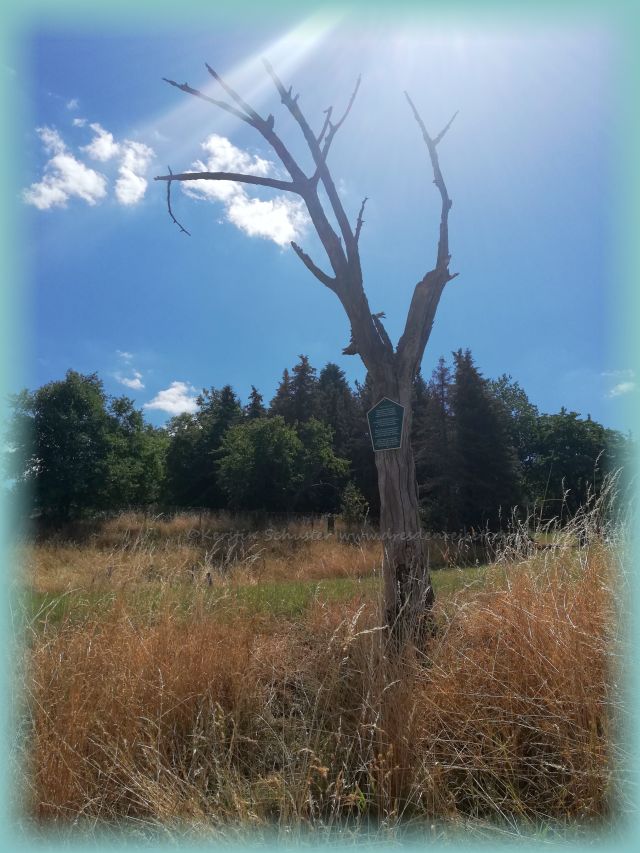 toter Baum mit Gedicht auf grünem Schild